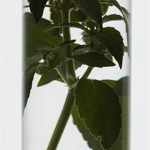 formulas-advanced prebiotics and postbiotics